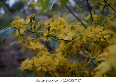 Apricot flower - Vietnamese flower for Lunar New Year. The flower is yellow and symbolises for luck, richness and prosperousness during new year. It can be very costly during spring.