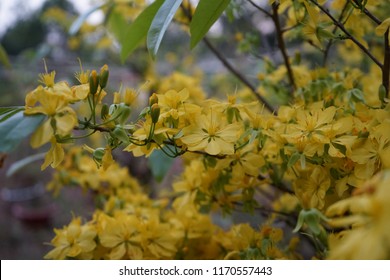 Apricot flower - Vietnamese flower for Lunar New Year. The flower is yellow and symbolises for luck, richness and prosperousness during new year. It can be very costly during spring.