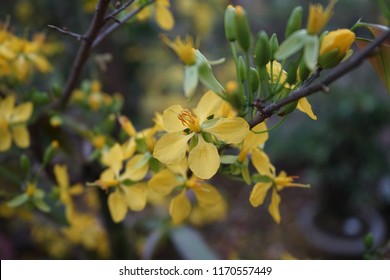 Apricot flower - Vietnamese flower for Lunar New Year. The flower is yellow and symbolises for luck, richness and prosperousness during new year. It can be very costly during spring.