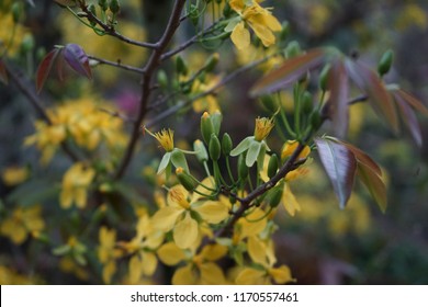 Apricot flower - Vietnamese flower for Lunar New Year. The flower is yellow and symbolises for luck, richness and prosperousness during new year. It can be very costly during spring.