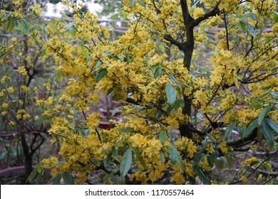 Apricot flower - Vietnamese flower for Lunar New Year. The flower is yellow and symbolises for luck, richness and prosperousness during new year. It can be very costly during spring.
