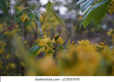 Apricot flower - Vietnamese flower for Lunar New Year. The flower is yellow and symbolises for luck, richness and prosperousness during new year. It can be very costly during spring.