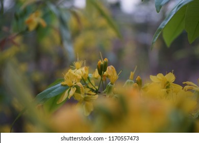 Apricot flower - Vietnamese flower for Lunar New Year. The flower is yellow and symbolises for luck, richness and prosperousness during new year. It can be very costly during spring.