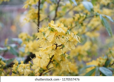 Apricot flower - Vietnamese flower for Lunar New Year. The flower is yellow and symbolises for luck, richness and prosperousness during new year. It can be very costly during spring.