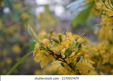 Apricot flower - Vietnamese flower for Lunar New Year. The flower is yellow and symbolises for luck, richness and prosperousness during new year. It can be very costly during spring.