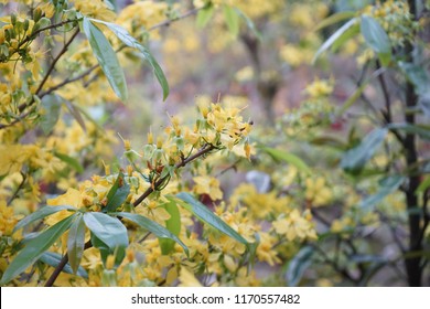 Apricot flower - Vietnamese flower for Lunar New Year. The flower is yellow and symbolises for luck, richness and prosperousness during new year. It can be very costly during spring.