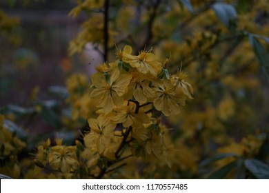 Apricot flower - Vietnamese flower for Lunar New Year. The flower is yellow and symbolises for luck, richness and prosperousness during new year. It can be very costly during spring.