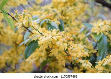 Apricot flower - Vietnamese flower for Lunar New Year. The flower is yellow and symbolises for luck, richness and prosperousness during new year. It can be very costly during spring.