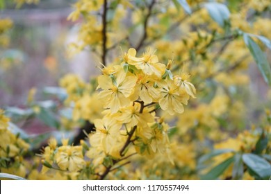 Apricot flower - Vietnamese flower for Lunar New Year. The flower is yellow and symbolises for luck, richness and prosperousness during new year. It can be very costly during spring.