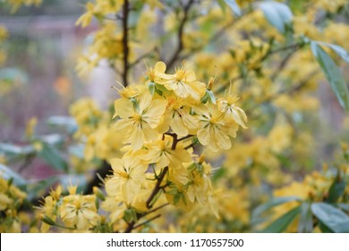 Apricot flower - Vietnamese flower for Lunar New Year. The flower is yellow and symbolises for luck, richness and prosperousness during new year. It can be very costly during spring.