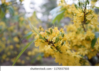 Apricot flower - Vietnamese flower for Lunar New Year. The flower is yellow and symbolises for luck, richness and prosperousness during new year. It can be very costly during spring.