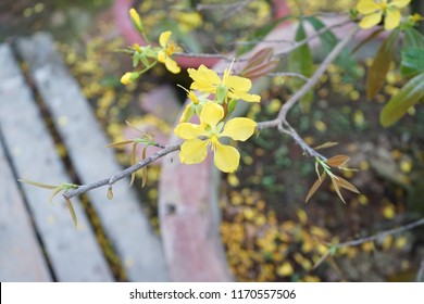 Apricot flower - Vietnamese flower for Lunar New Year. The flower is yellow and symbolises for luck, richness and prosperousness during new year. It can be very costly during spring.