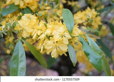 Apricot flower - Vietnamese flower for Lunar New Year. The flower is yellow and symbolises for luck, richness and prosperousness during new year. It can be very costly during spring.