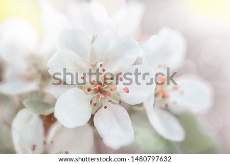 Apricot flowers bloom in spring, apricot branch, tinted photo, high key.