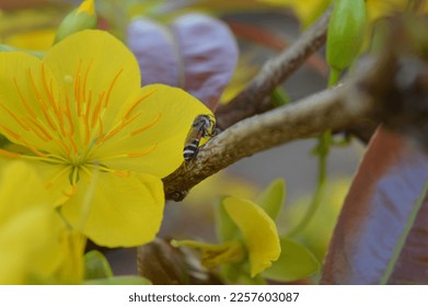 Apricot flowers blooming in Vietnam Lunar New Year  - Shutterstock ID 2257603087