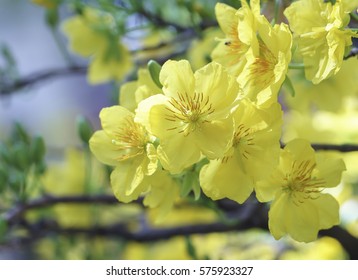 Apricot flowers blooming in Vietnam Lunar New Year with yellow blooming fragrant petals signaling spring has come, this is the symbolic flower for good luck in New Year's Day