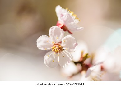 apricot flowers macro photo on blur background - Shutterstock ID 1696133611