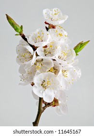 Apricot flowers on a gray background (isolate).