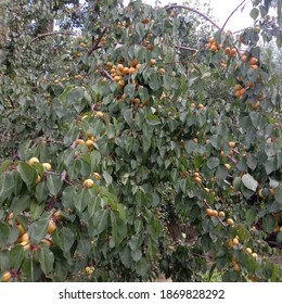 Apricot Fruit, It Is Very Famous Fruit Of Kargil District.