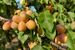Apricot And Green Leaves In Apricot Tree