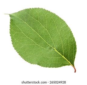 117,101 Apricot leaf Images, Stock Photos & Vectors | Shutterstock