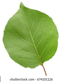 Apricot Leaf Isolated On A White Background