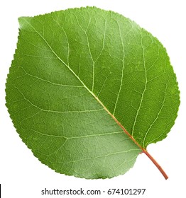 Apricot Leaf Isolated On A White Background