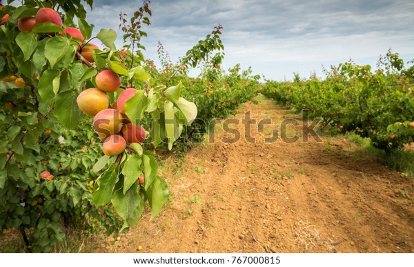 Apricot orchard. Agricultural field with apricot trees\
and a dirt path \
