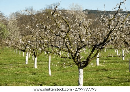 Apricot orchard with whitewashed tree trunks in spring garden