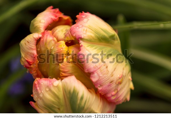 Apricot parrot tulip\
bloom