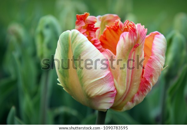 Apricot Parrot Tulip
(Tulipa)