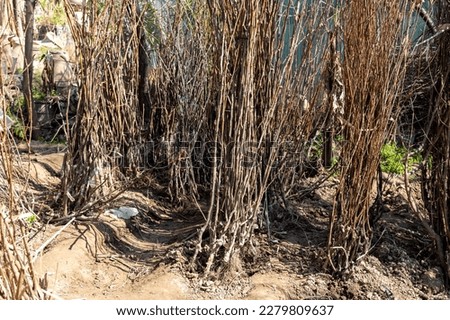 Apricot, peach and plum bare roots fruit trees in plant nursery