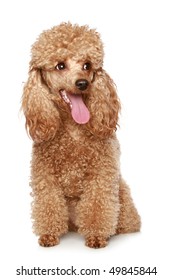 Apricot Poodle Puppy Portrait. Isolated On A White Background