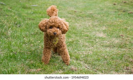 an apricot puppy poodle standing in a green grass field with a small piece of moss stuck on its fur below the head