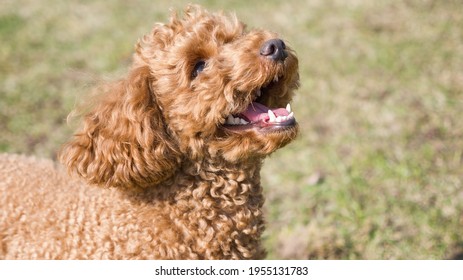 An Apricot Puppy Poodle's Mouth And Teeth Side View