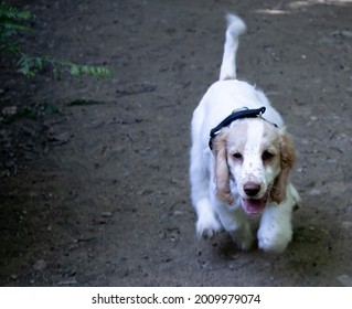 Apricot Roan Cockerpoo Puppy Running Towards Camera