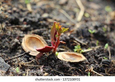 Apricot Seed Sprouted In April