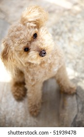 Apricot Toy Poodle