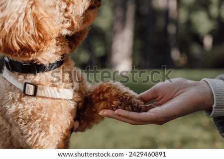 apricot toy poodle Dog giving paw to the owner in the park.