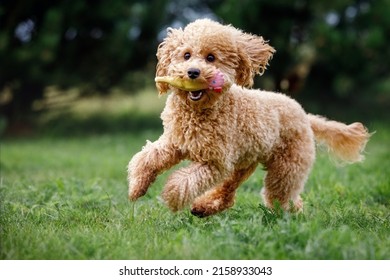 Apricot toy poodle frantically running towards the camera, very happy, playing, trained, on green grass in a park. Golden hair puppy biting a soft rubber toy in mouth. Poodle miniature.