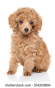 Red Toy Poodle Puppy High Res Stock Images Shutterstock