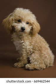 apricot teddy bear dog