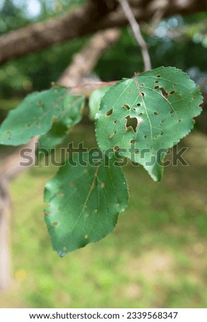 Apricot tree affected by clasterosporium disease. Perforation on the leaves.