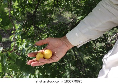 Apricot Tree With Its Beautiful Yellow Delicious And Sweet Food In South Waziristan Pakistan