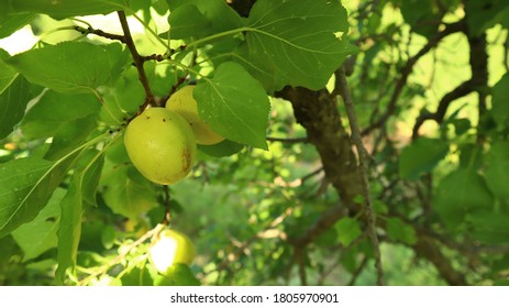 Apricot Tree With Its Beautiful Yellow Delicious And Sweet Food In South Waziristan Pakistan