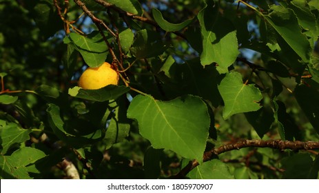 Apricot Tree With Its Beautiful Yellow Delicious And Sweet Food In South Waziristan Pakistan