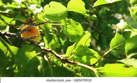 Apricot Tree With Its Beautiful Yellow Delicious And Sweet Food In South Waziristan Pakistan