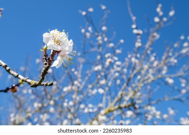apricot tree in bloom, vines of Sa Carrera, Mesquida Mora, Porreres, Mallorca, balearic islands, Spain - Shutterstock ID 2260235983