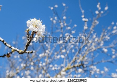 apricot tree in bloom, vines of Sa Carrera, Mesquida Mora, Porreres, Mallorca, balearic islands, Spain