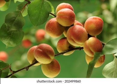   Apricot Tree Branch 